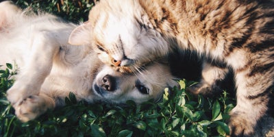 orange kitten and golden puppy in the grass cuddling