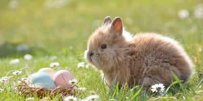 photo of bunny and basket with eggs in the grass