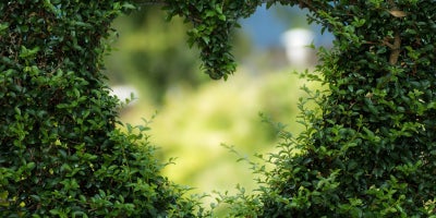 image of foliage with heart cutout