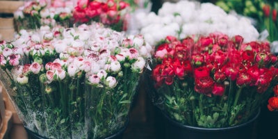 photo of two bins of individually packaged flowers at a market