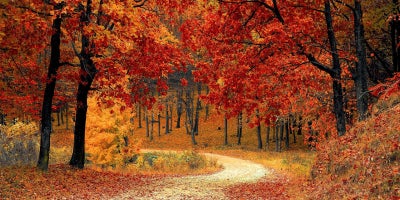 photo of road with leaves fallen from red and orange trees