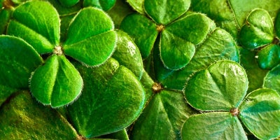 closeup of pile of clovers