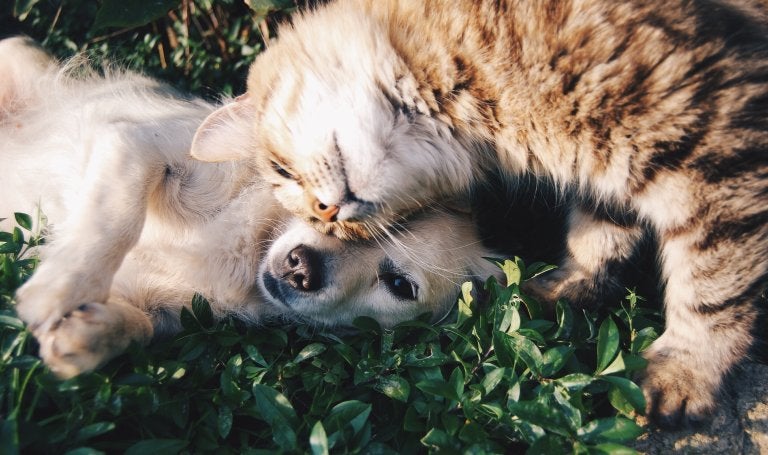 orange kitten and golden puppy in the grass cuddling