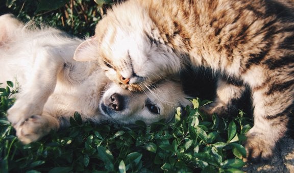 orange kitten and golden puppy in the grass cuddling