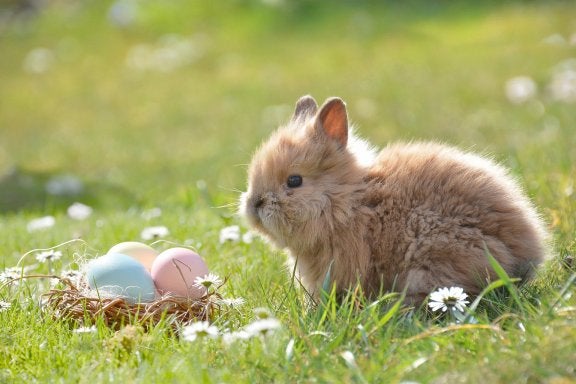 photo of bunny and basket with eggs in the grass