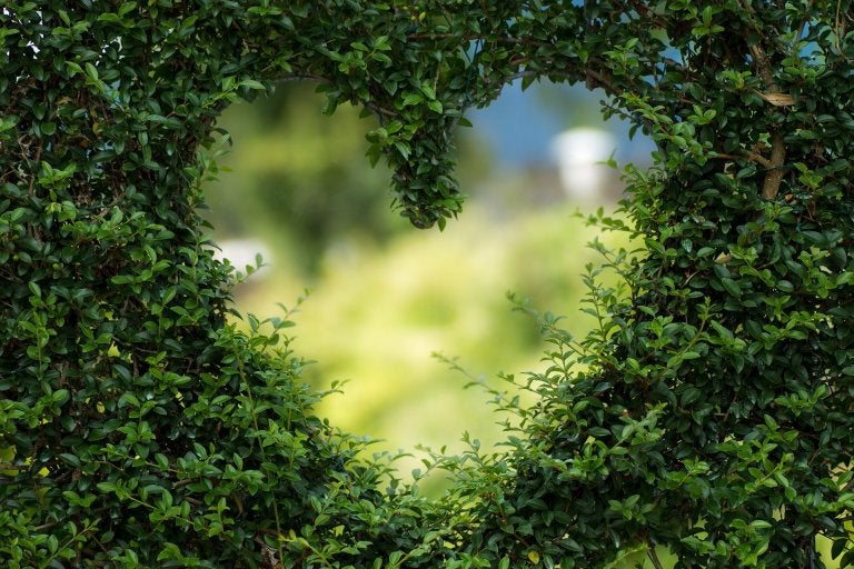 image of foliage with heart cutout
