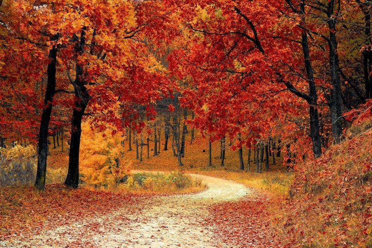 photo of road with leaves fallen from red and orange trees