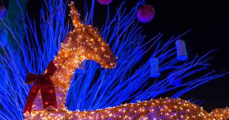 buckeye blog, lights before christmas toledo zoo, reindeer made of lights